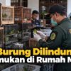 101 Burung Dilindungi Ditemukan di Rumah Medan