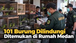 101 Burung Dilindungi Ditemukan di Rumah Medan