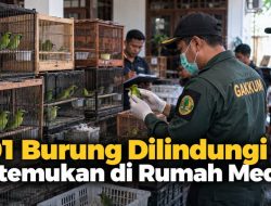 101 Burung Dilindungi Ditemukan di Rumah Medan
