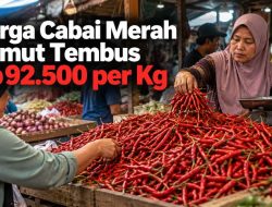 Harga Cabai Merah Sumut Tembus Rp92.500 per Kg